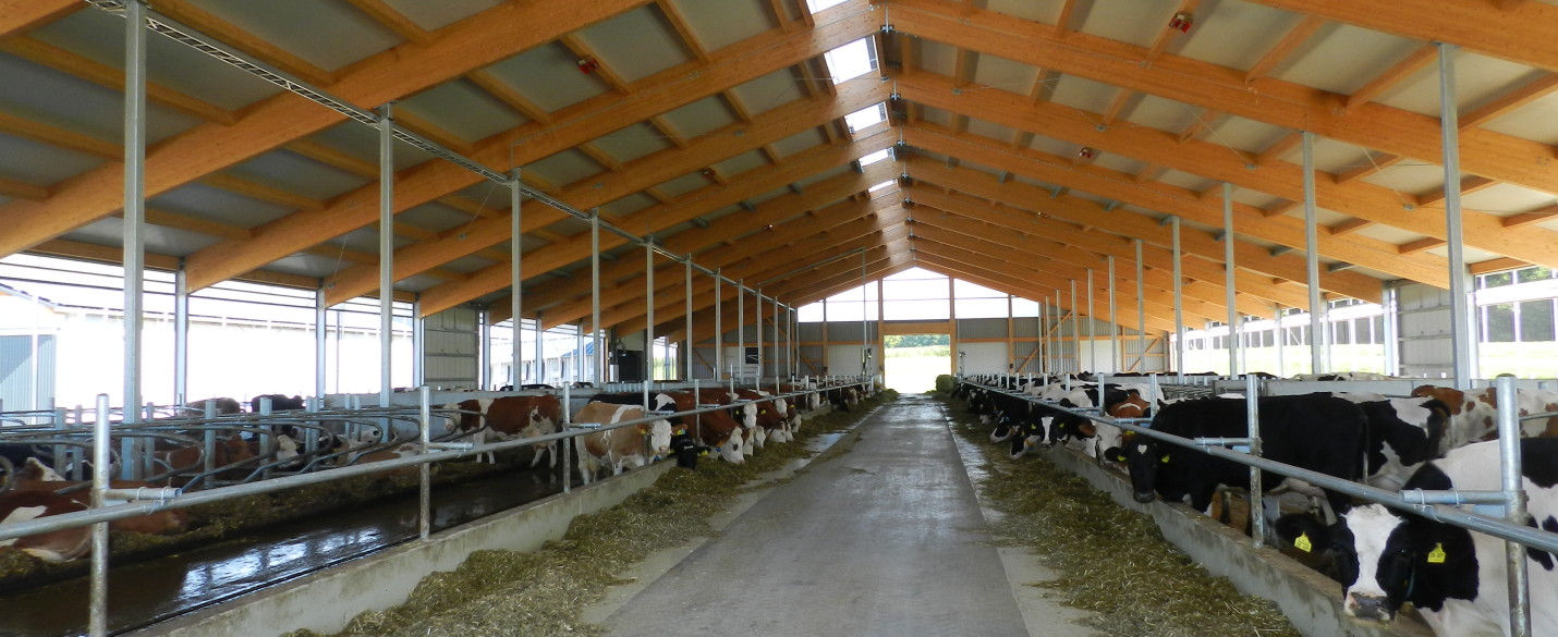 Milchviehlaufstall und Melkkarussel High Grade (3)
