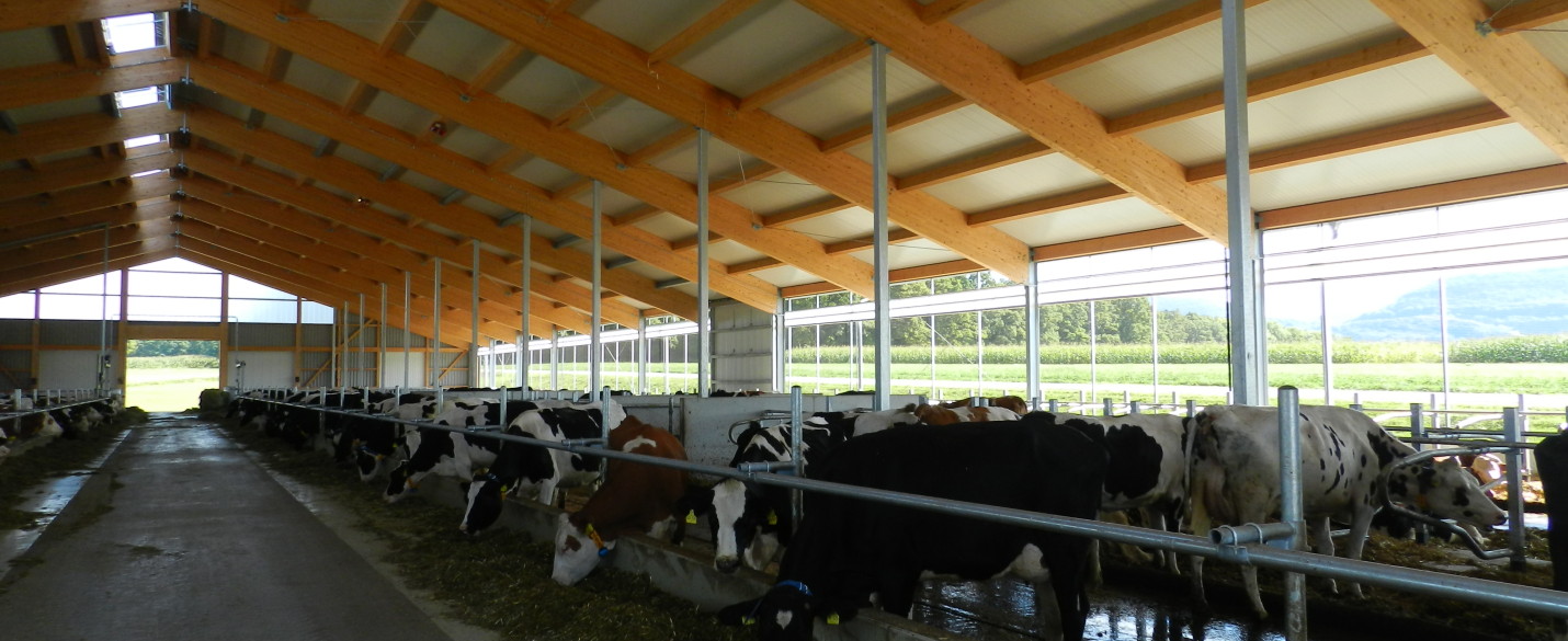 Offener Milchviehstall mit High Grade Bewehrung (2)